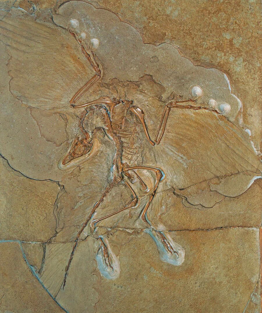 Archaeopteryx, Berlin specimen